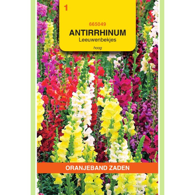 OBZ Antirrhinum, Leeuwenbekje, hoog gemengd