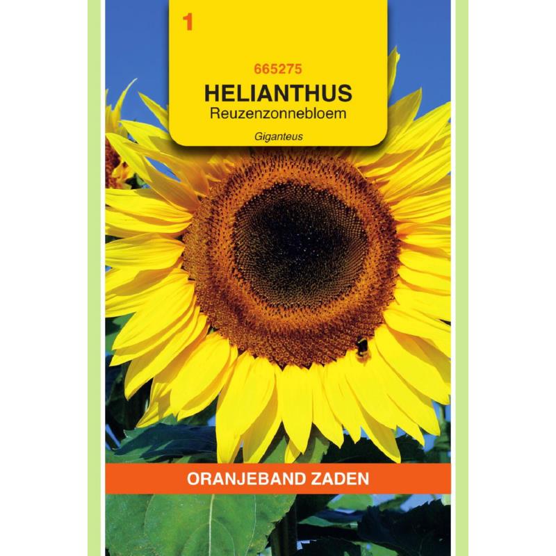 OBZ Helianthus, Zonnebloem Giganteus 250cm hoog