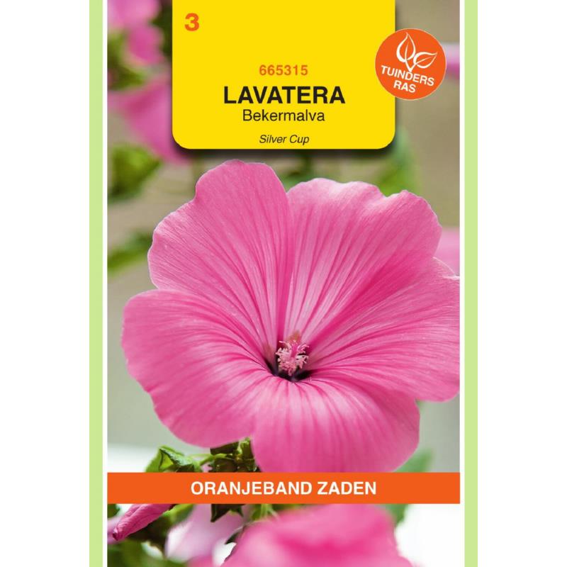 OBZ Lavatera, Bekermalva Silver Cup