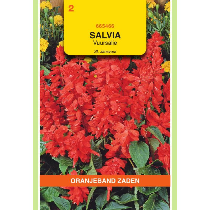 OBZ Salvia, Vuursalie St Jansvuur