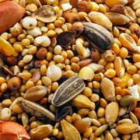 [84969               ] # Vogelstrooivoer 4kg