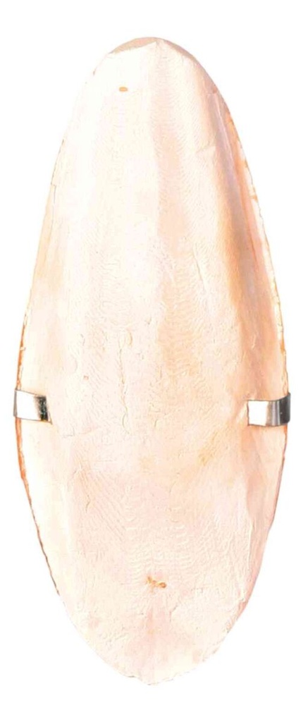 [88254] SEPIA SCHELP BIRDIE GEEL 12CM